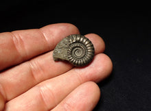 Load image into Gallery viewer, Crucilobiceras pyrite ammonite fossil (27 mm)
