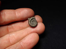 Load image into Gallery viewer, Crucilobiceras pyrite ammonite fossil (15 mm)
