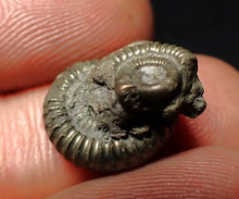 Load image into Gallery viewer, Crucilobiceras pyrite ammonite fossil (15 mm)
