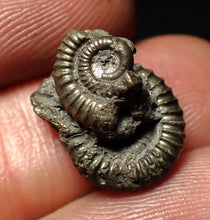Load image into Gallery viewer, Crucilobiceras pyrite ammonite fossil (15 mm)
