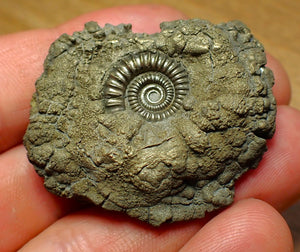 Crucilobiceras pyrite ammonite (45 mm)