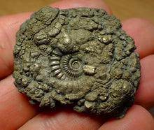 Load image into Gallery viewer, Crucilobiceras pyrite ammonite (45 mm)
