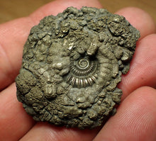 Load image into Gallery viewer, Crucilobiceras pyrite ammonite (45 mm)
