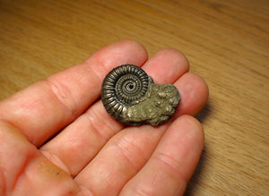 Crucilobiceras pyrite ammonite (32 mm)