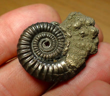 Load image into Gallery viewer, Crucilobiceras pyrite ammonite (32 mm)
