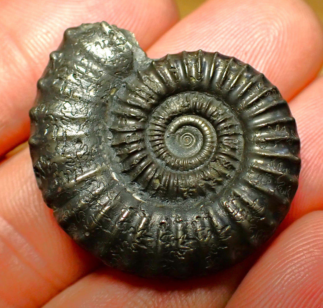 Large Crucilobiceras pyrite ammonite (33 mm)