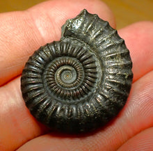 Load image into Gallery viewer, Large Crucilobiceras pyrite ammonite (33 mm)
