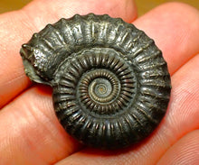 Load image into Gallery viewer, Large Crucilobiceras pyrite ammonite (33 mm)
