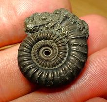 Load image into Gallery viewer, Crucilobiceras pyrite ammonite (27 mm)
