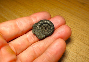 Crucilobiceras pyrite ammonite (27 mm)