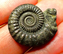 Load image into Gallery viewer, Crucilobiceras pyrite ammonite (25 mm)
