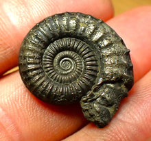 Load image into Gallery viewer, Crucilobiceras pyrite ammonite (25 mm)

