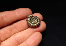 Load image into Gallery viewer, Large Promicroceras pyritosum ammonite fossil (23 mm)
