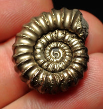 Load image into Gallery viewer, Large Promicroceras pyritosum ammonite fossil (23 mm)
