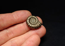 Load image into Gallery viewer, Large Promicroceras pyritosum ammonite fossil (23 mm)
