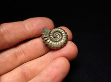 Load image into Gallery viewer, Large Promicroceras pyritosum ammonite fossil (24 mm)
