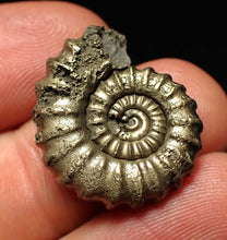 Load image into Gallery viewer, Large Promicroceras pyritosum ammonite fossil (24 mm)
