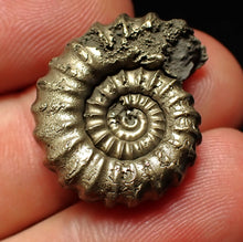 Load image into Gallery viewer, Large Promicroceras pyritosum ammonite fossil (24 mm)
