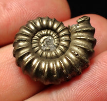 Load image into Gallery viewer, Large Promicroceras pyritosum ammonite fossil (24 mm)

