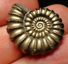 Load image into Gallery viewer, Huge perfect Promicroceras pyritosum ammonite fossil (25 mm)
