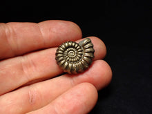 Load image into Gallery viewer, Huge perfect Promicroceras pyritosum ammonite fossil (25 mm)
