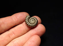 Load image into Gallery viewer, High-quality Promicroceras pyritosum ammonite fossil (21 mm)
