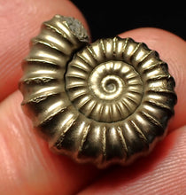 Load image into Gallery viewer, High-quality Promicroceras pyritosum ammonite fossil (21 mm)
