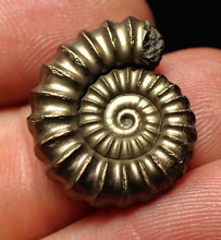 Load image into Gallery viewer, High-quality Promicroceras pyritosum ammonite fossil (21 mm)
