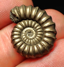 Load image into Gallery viewer, High-quality Promicroceras pyritosum ammonite fossil (21 mm)
