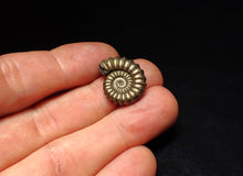Load image into Gallery viewer, High-quality Promicroceras pyritosum ammonite fossil (21 mm)

