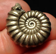 Load image into Gallery viewer, Large perfect Promicroceras pyritosum ammonite fossil (23 mm)
