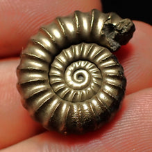 Load image into Gallery viewer, Large perfect Promicroceras pyritosum ammonite fossil (23 mm)
