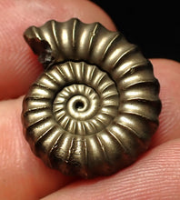Load image into Gallery viewer, Large perfect Promicroceras pyritosum ammonite fossil (23 mm)
