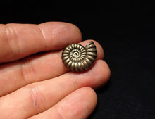 Load image into Gallery viewer, Large perfect Promicroceras pyritosum ammonite fossil (23 mm)
