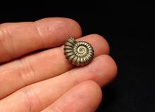 Load image into Gallery viewer, Promicroceras pyritosum ammonite fossil (18 mm)

