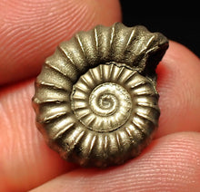 Load image into Gallery viewer, Promicroceras pyritosum ammonite fossil (18 mm)
