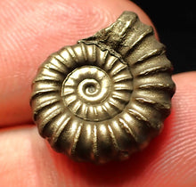 Load image into Gallery viewer, Promicroceras pyritosum ammonite fossil (18 mm)
