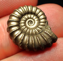 Load image into Gallery viewer, Promicroceras pyritosum ammonite fossil (18 mm)
