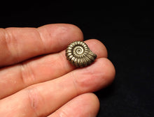Load image into Gallery viewer, Promicroceras pyritosum ammonite fossil (18 mm)
