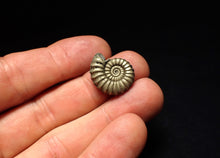 Load image into Gallery viewer, High-quality Promicroceras pyritosum ammonite fossil (21 mm)
