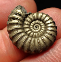 Load image into Gallery viewer, High-quality Promicroceras pyritosum ammonite fossil (21 mm)
