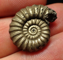 Load image into Gallery viewer, High-quality Promicroceras pyritosum ammonite fossil (21 mm)
