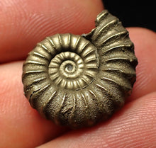Load image into Gallery viewer, High-quality Promicroceras pyritosum ammonite fossil (21 mm)
