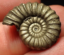 Load image into Gallery viewer, High-quality Promicroceras pyritosum ammonite fossil (21 mm)
