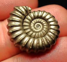 Load image into Gallery viewer, Perfect Promicroceras pyritosum ammonite fossil (21 mm)
