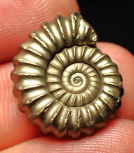 Load image into Gallery viewer, Perfect Promicroceras pyritosum ammonite fossil (21 mm)
