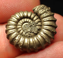 Load image into Gallery viewer, Perfect Promicroceras pyritosum ammonite fossil (21 mm)

