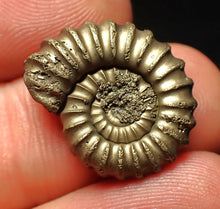 Load image into Gallery viewer, Perfect Promicroceras pyritosum ammonite fossil (21 mm)
