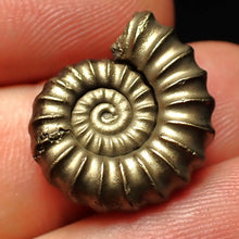 Load image into Gallery viewer, Promicroceras pyritosum ammonite fossil (20 mm)
