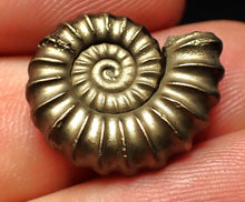 Load image into Gallery viewer, Promicroceras pyritosum ammonite fossil (20 mm)
